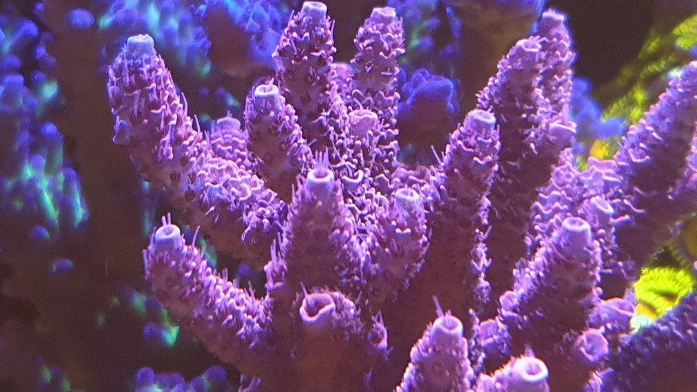 Acropora nr 10 koralowiec