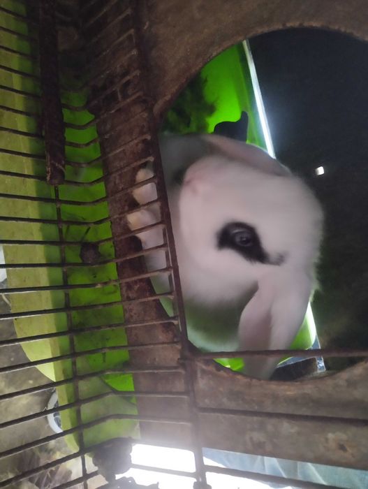 Coelhinhos especial presente! - Muito meigos! Kit com tudo!