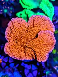 Piękna Montipora Red koralowiec SPS koral koralowce nie LPS miękki
