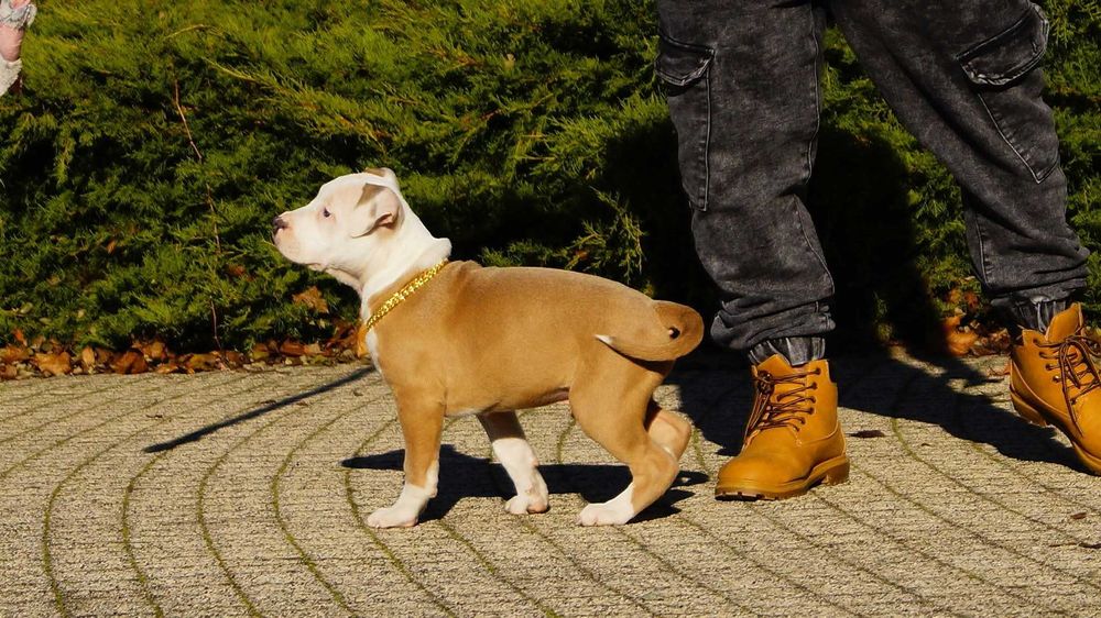 Lolek,szczeniak Amstaff z rodowodem.  Gotowy do odbioru
