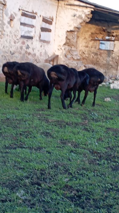 Продам барана, вівці,бараны, овцы, овец.