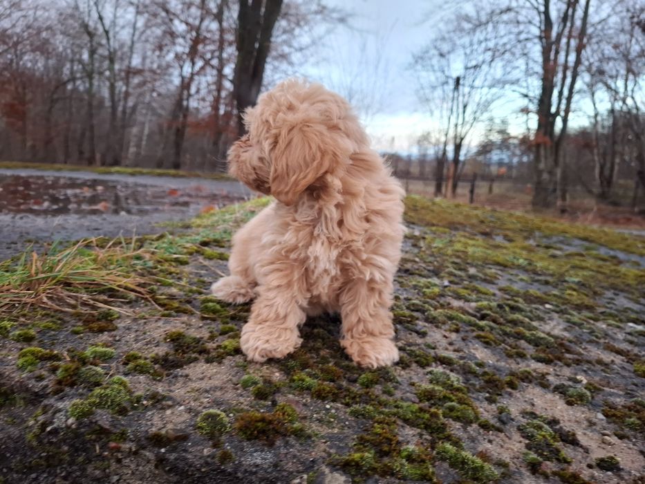 maltipoo szczeniak