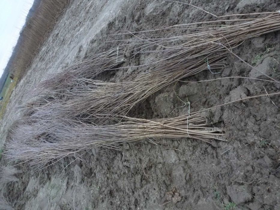 Klon zwyczajny sadzonki dwuletnie, trzyletnie 50- 230cm