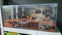 Akwarium optiwhite przerobione na terrarium