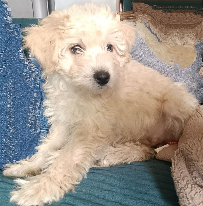 Oddam suczkę, mieszaniec do 10 kg