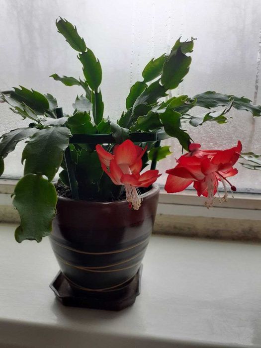 Продам шлюмбергеру (декабрист, рождественник)