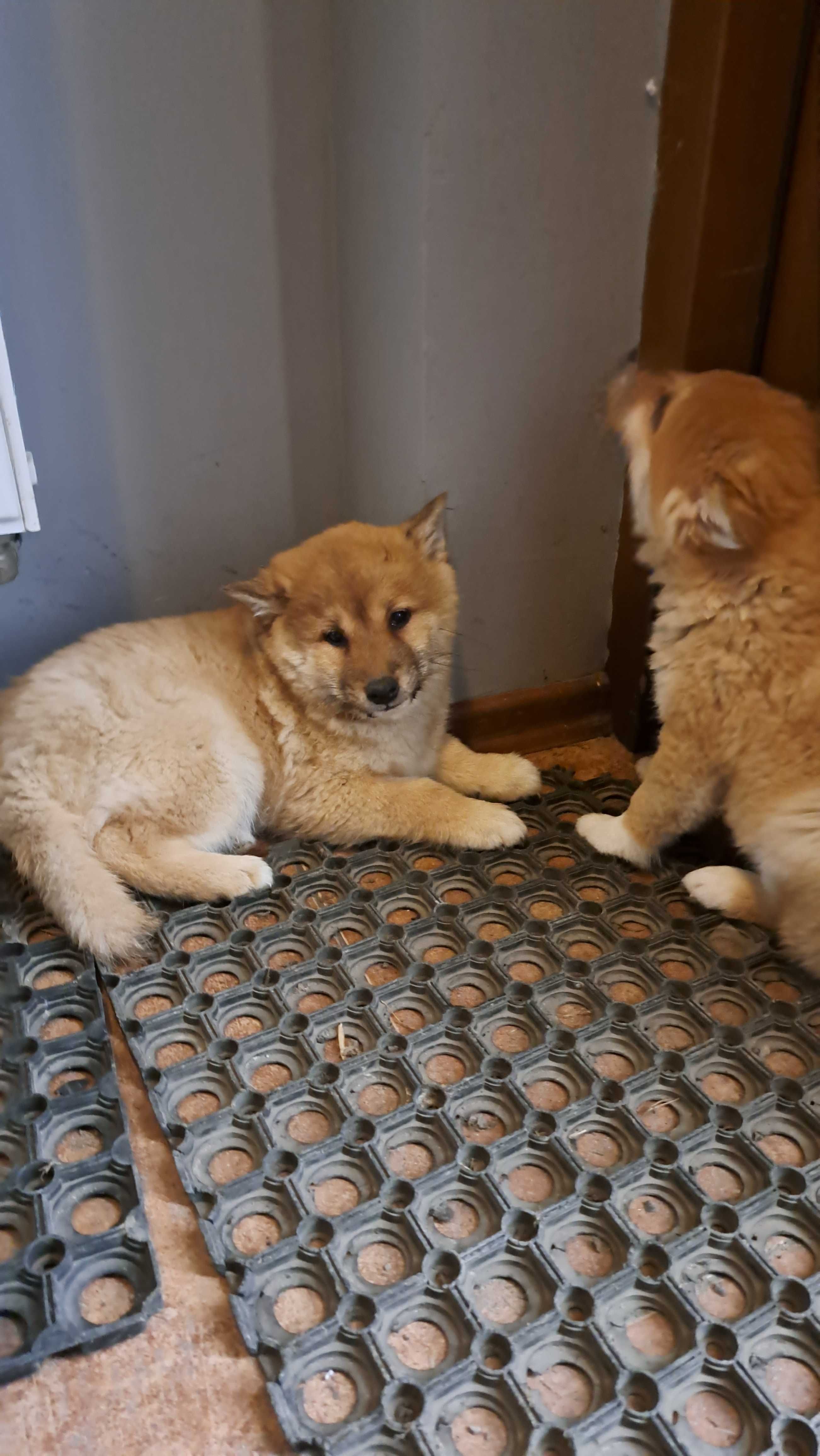 Shiba inu PIesek