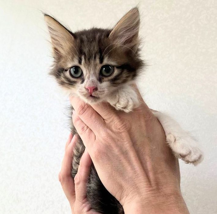 Вінні і Пух кошенята хлопчики 2 міс