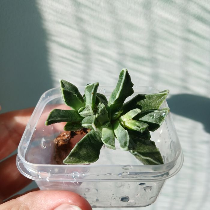 Фаукарія.Faukaria.з діткою.