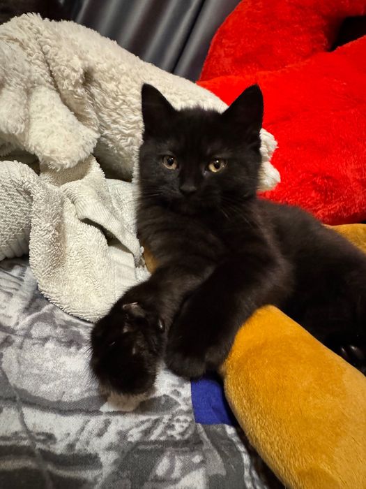 Кошеня метис шотладського походження