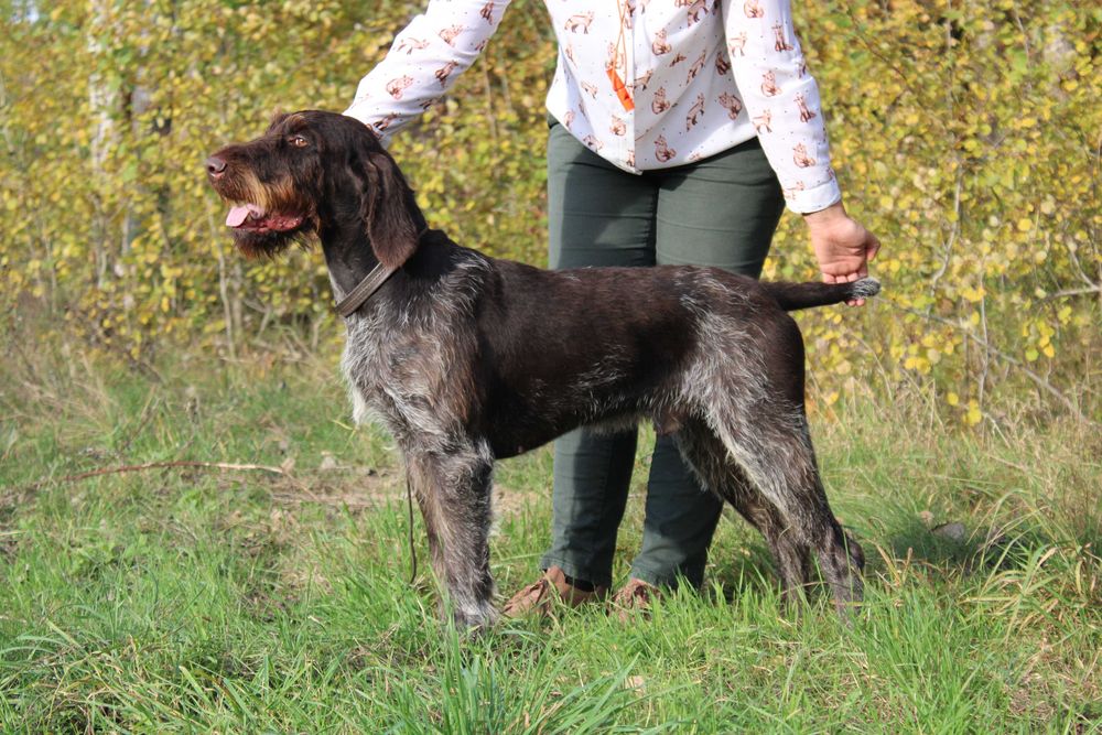 Wyżeł niemiecki szorstkowłosy