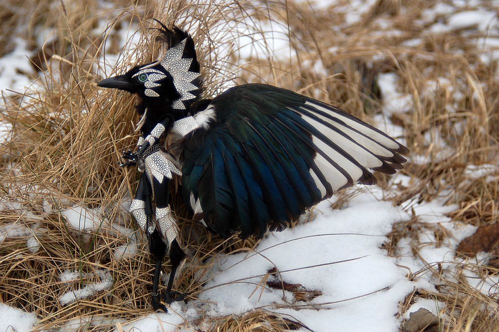 Кукла ооак, лялька ооак авторська