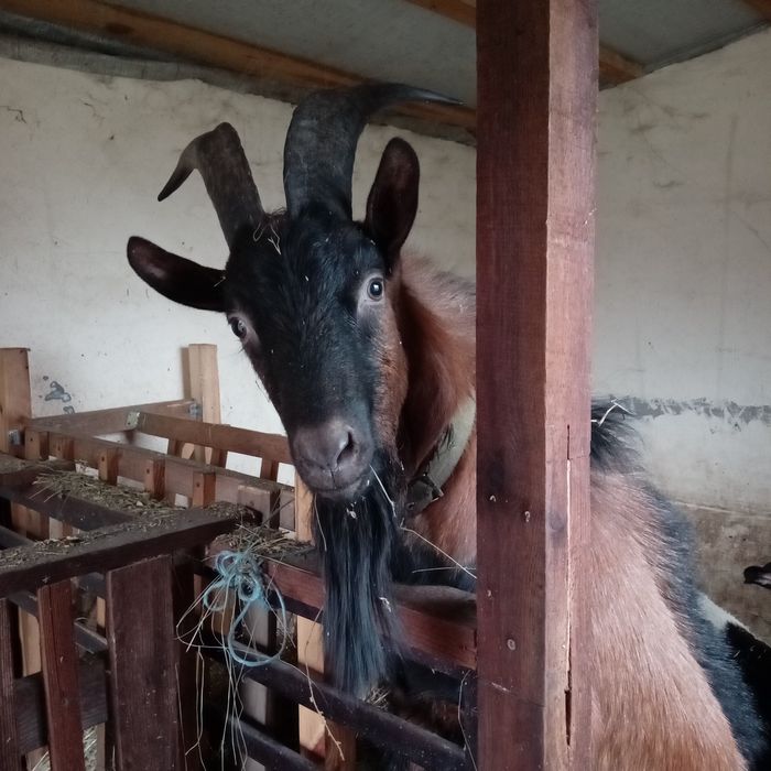 Козел альпієць продам