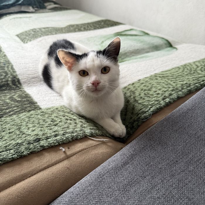 Kilkumiesięczny kotek do adopcji