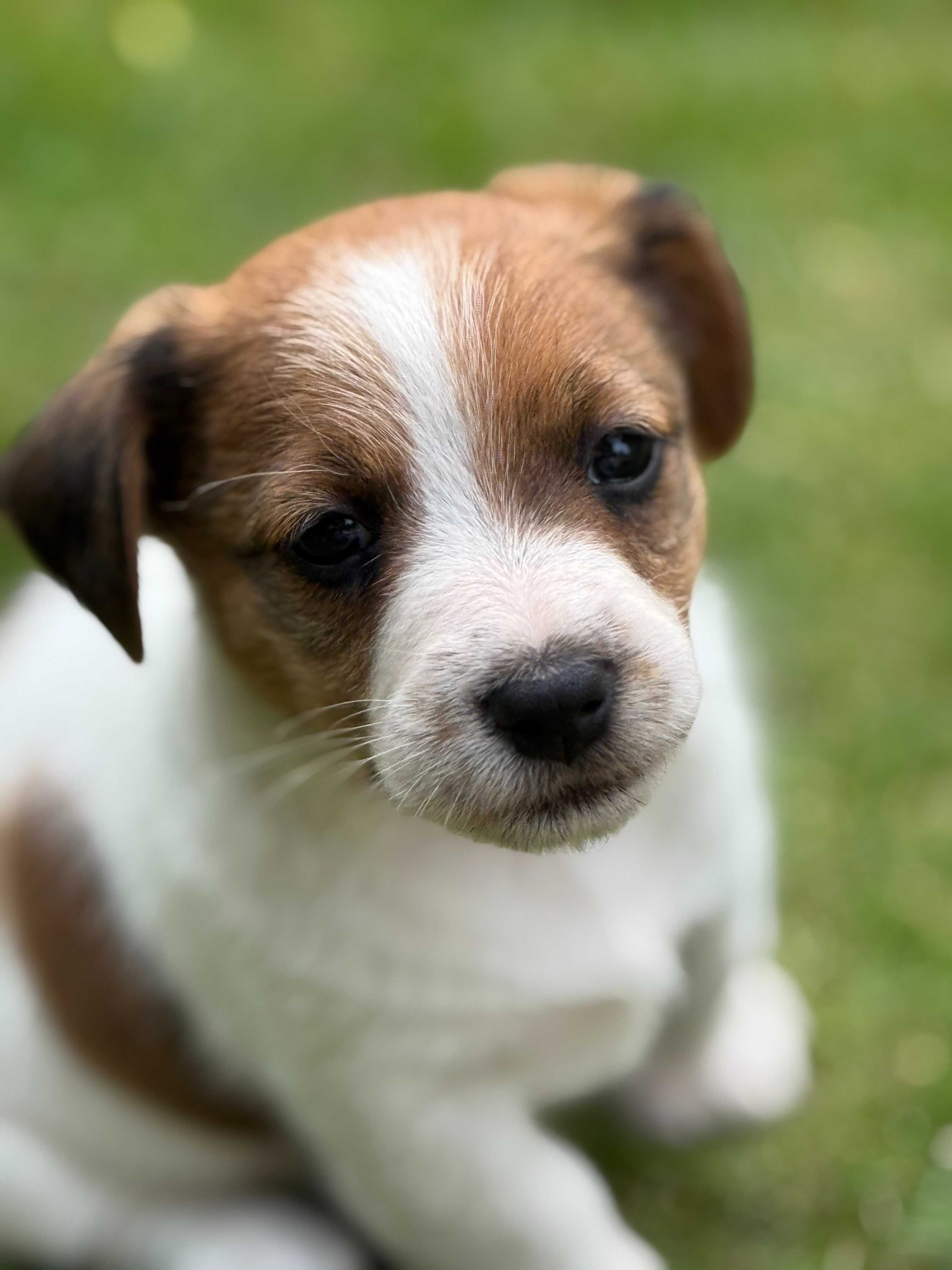 Jack Russell Terrier od #S M A R T I E * J A C K S# rodzice FCI/ ZKwP