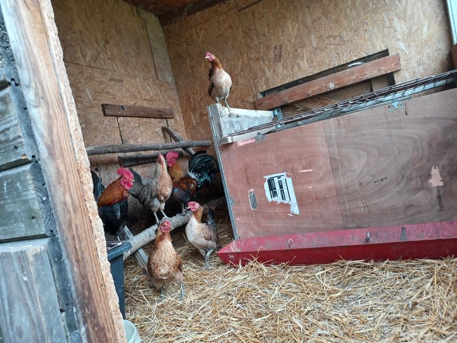 Jaja lęgowe Karzełek polski