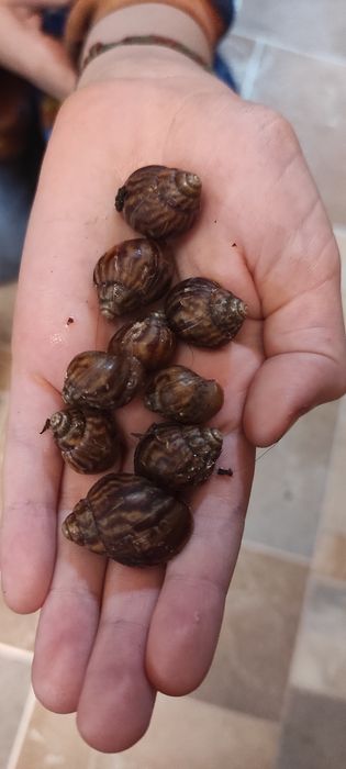 Продам улитят Ахатины Имакуляты