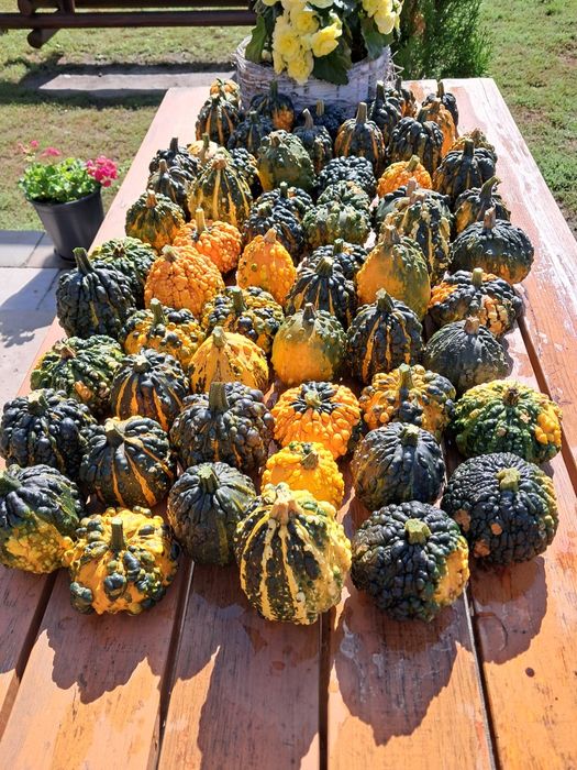 Sprzedam dynie ozdobne