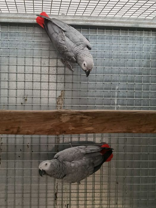 Casais Papagaios Cinzentos de Cauda Vermelha