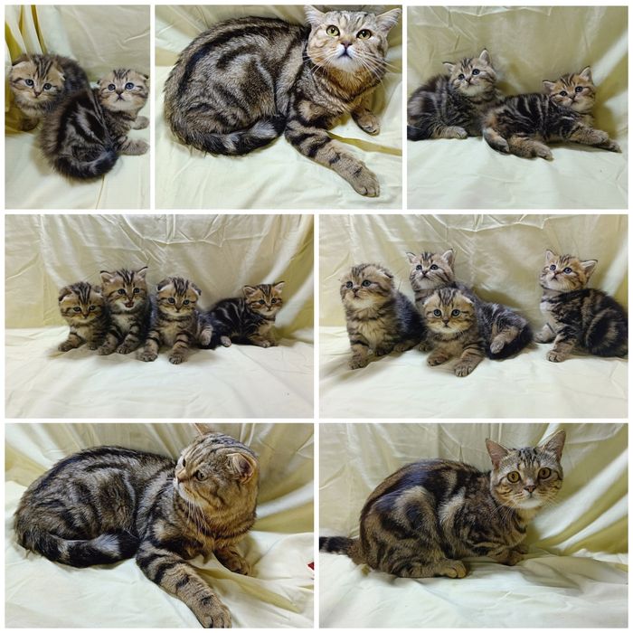 Котики скотіш страйт та фолд