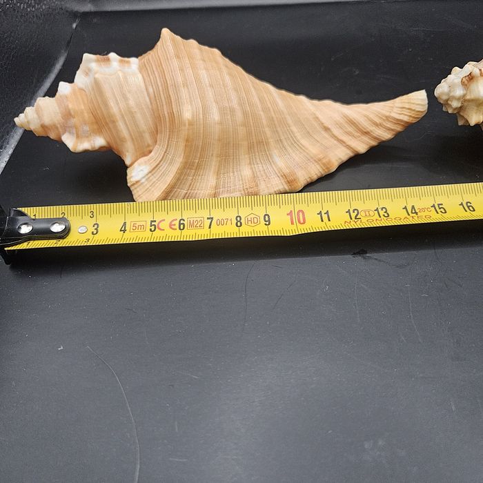 Cymatium raderi  Brazylia muszle