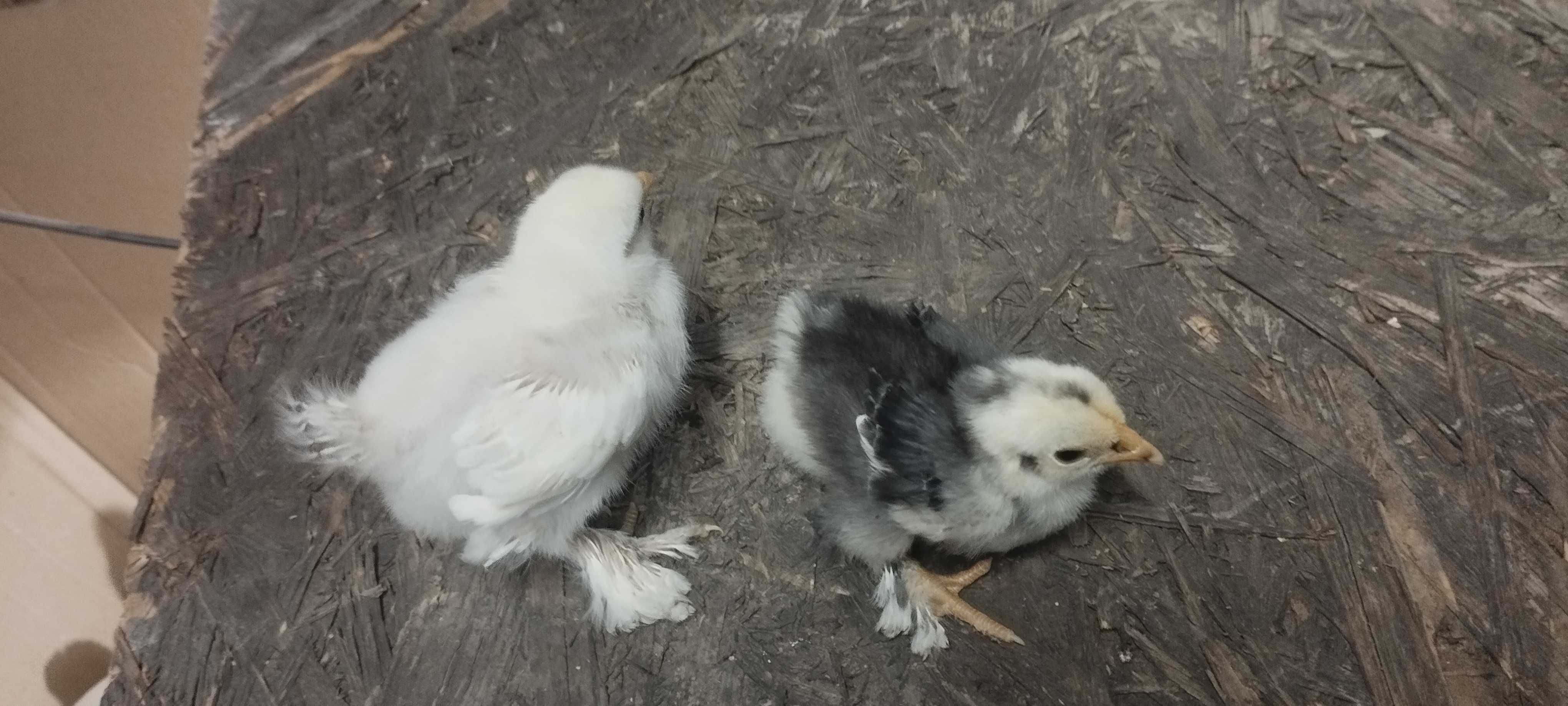 Kochin miniaturowy kurczaki