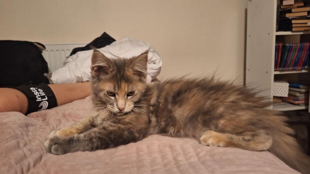 Wspaniała Maine Coon