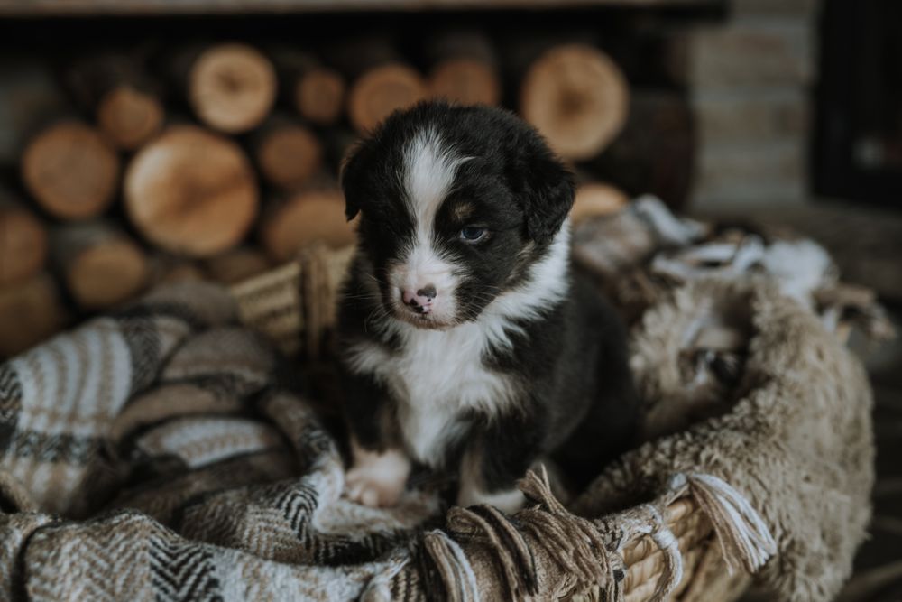 Owczarek australijski typ amerykański