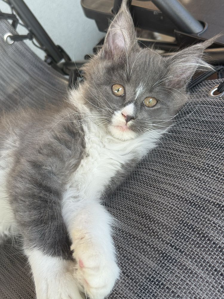 Kotka maine coon