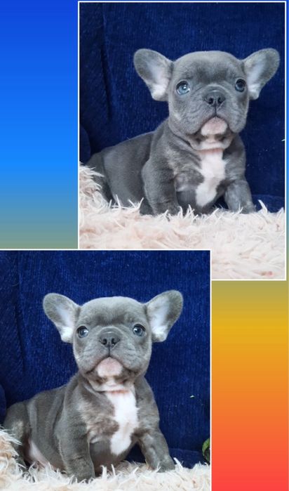 Французское счатье!!! Голубой парень!