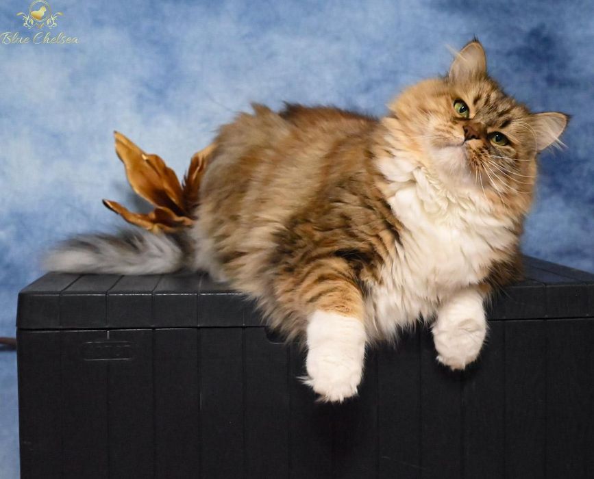 Śliczna kotka syberyjska