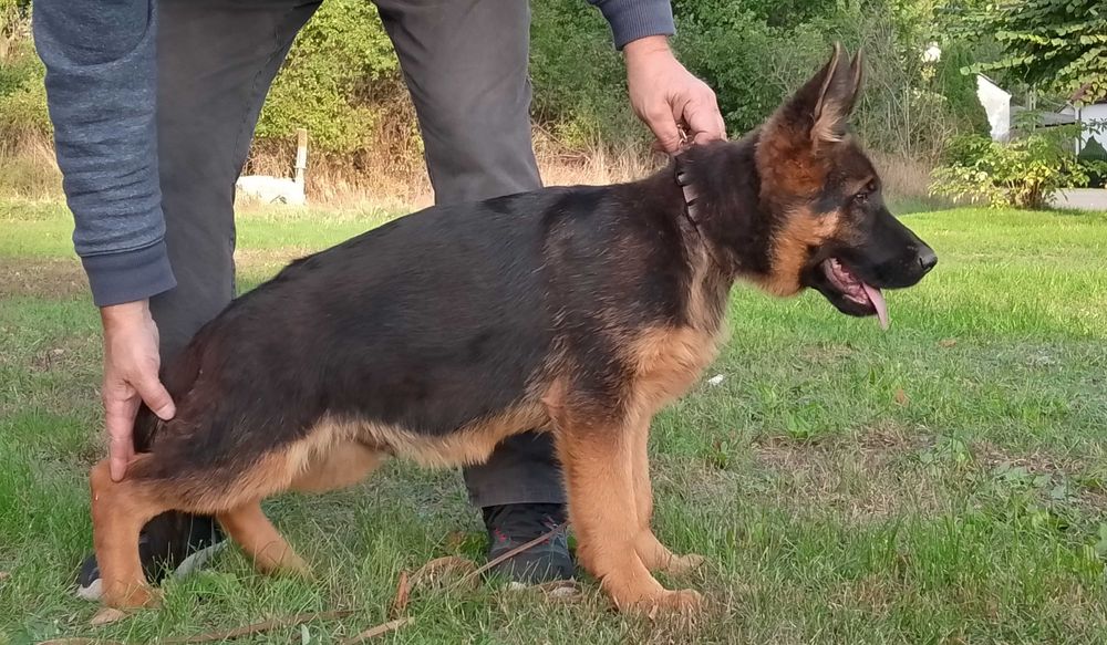 owczarek niemiecki owczarki niemieckie