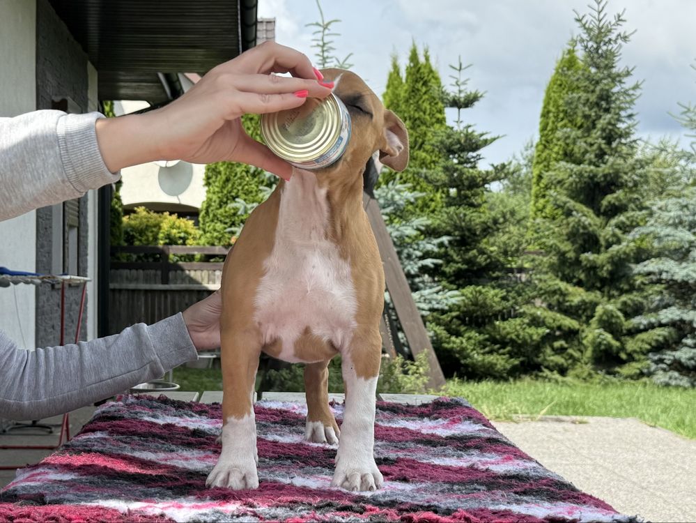 Ast.do odbioru Amstaff.American Staffordshire terrier. Suczka.