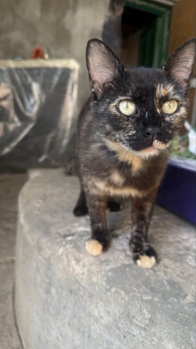 Стерилизованная девочка, кошка, котенок