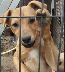 Sympatyczne pieski do wzięcia przez dobrego opiekuna