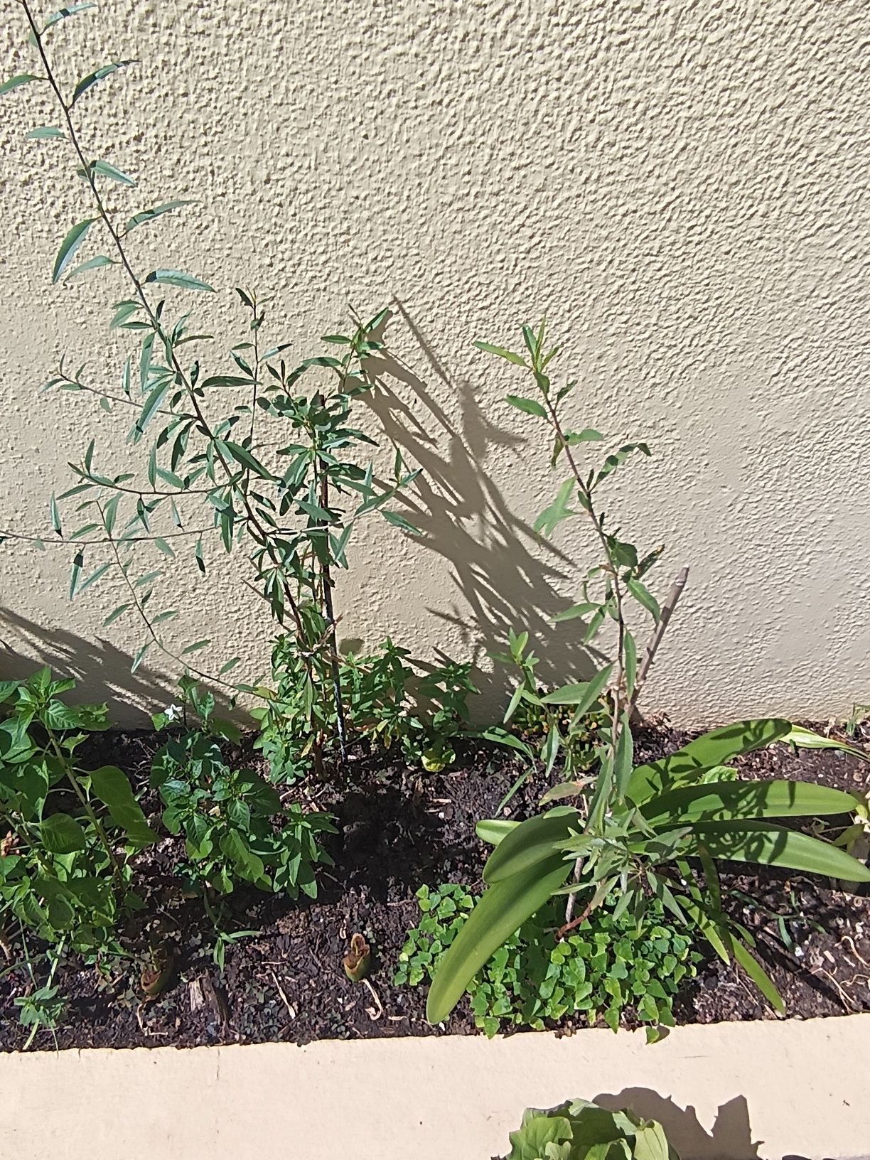 varias plantas .