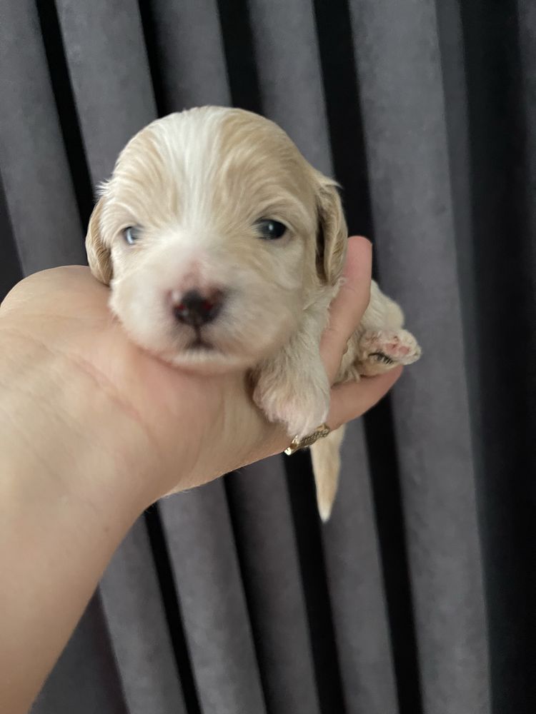 Maltipoo MINI Samiec F1