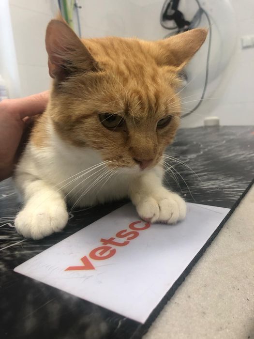 Poszukiwane domy tymczasowe jak i stałe!