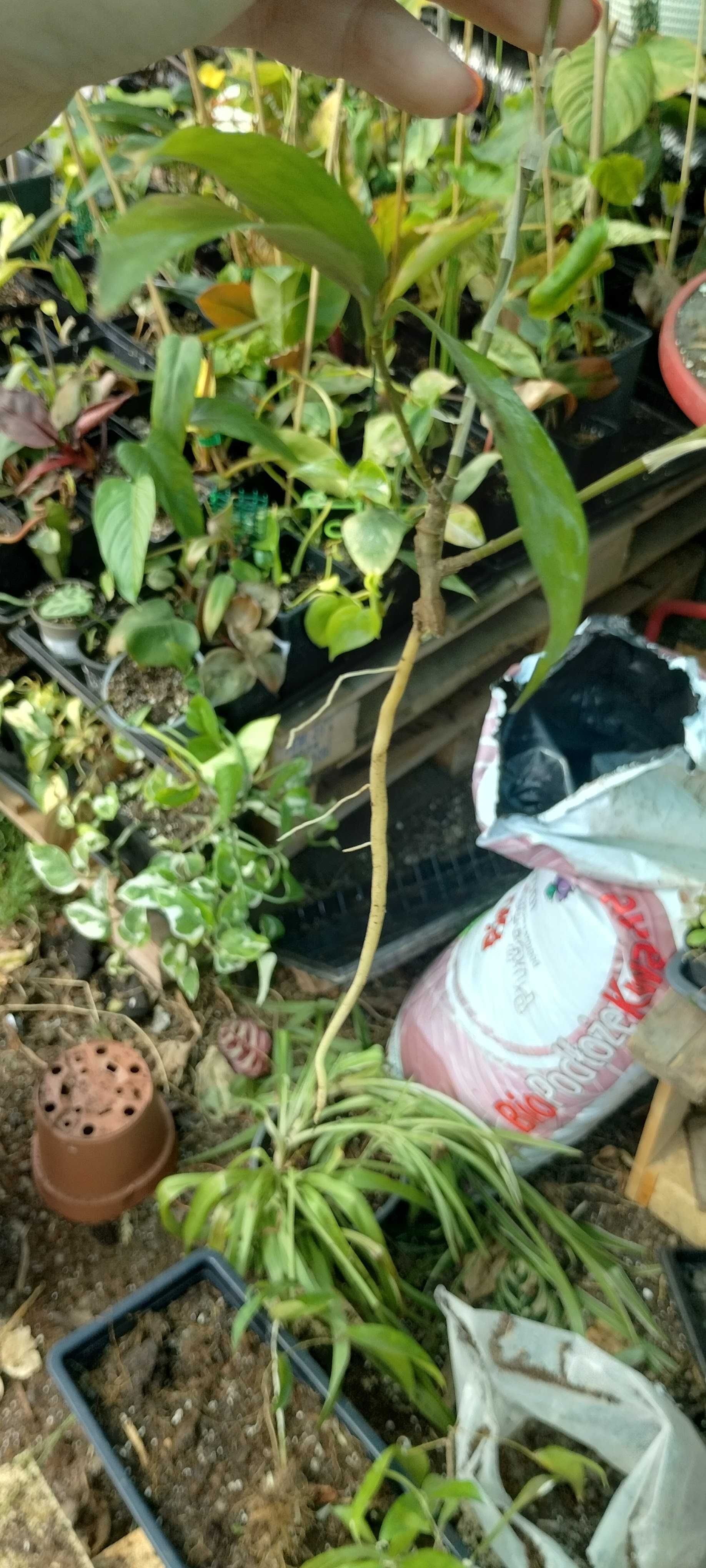 dracena surculosa Mike