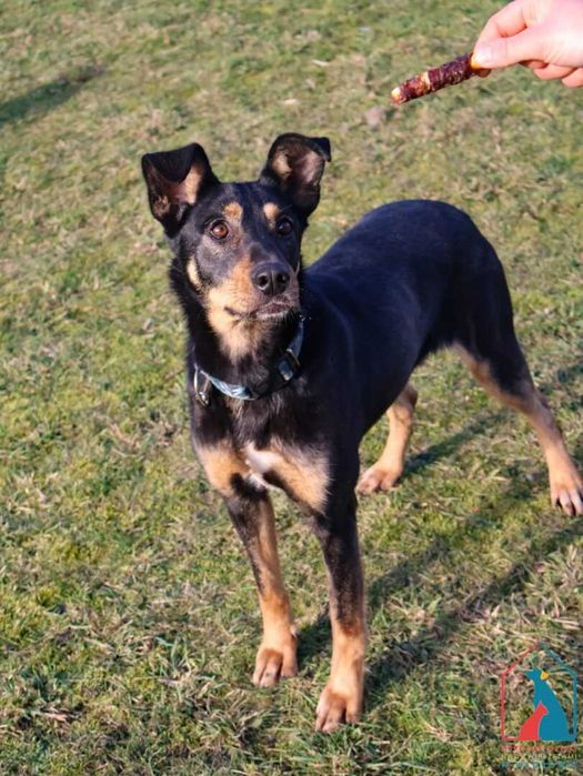 Delikatna, spokojna, spragniona miłości, uczuciowa sunia - adoptuj