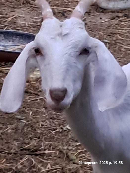 Продам молодняк, ціна договірна