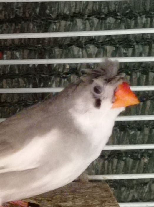Mandarins de poupa