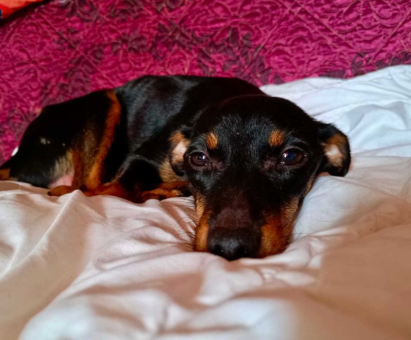 Elizka  4 kg,  urocza, filigranowa pinczereczka do adopcji