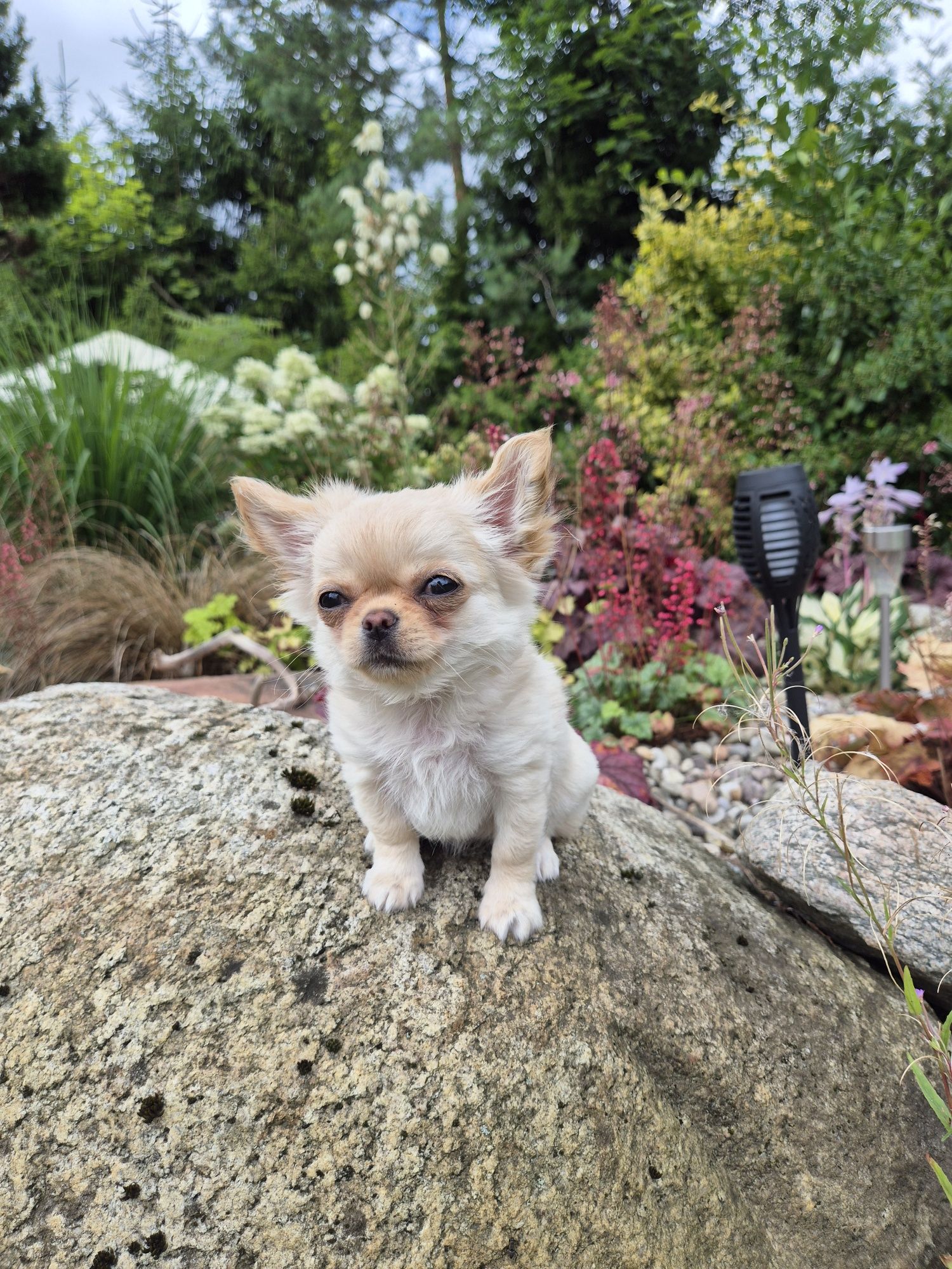 Suczka chihuahua długowłosa