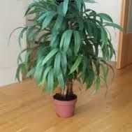 Planta em PVC