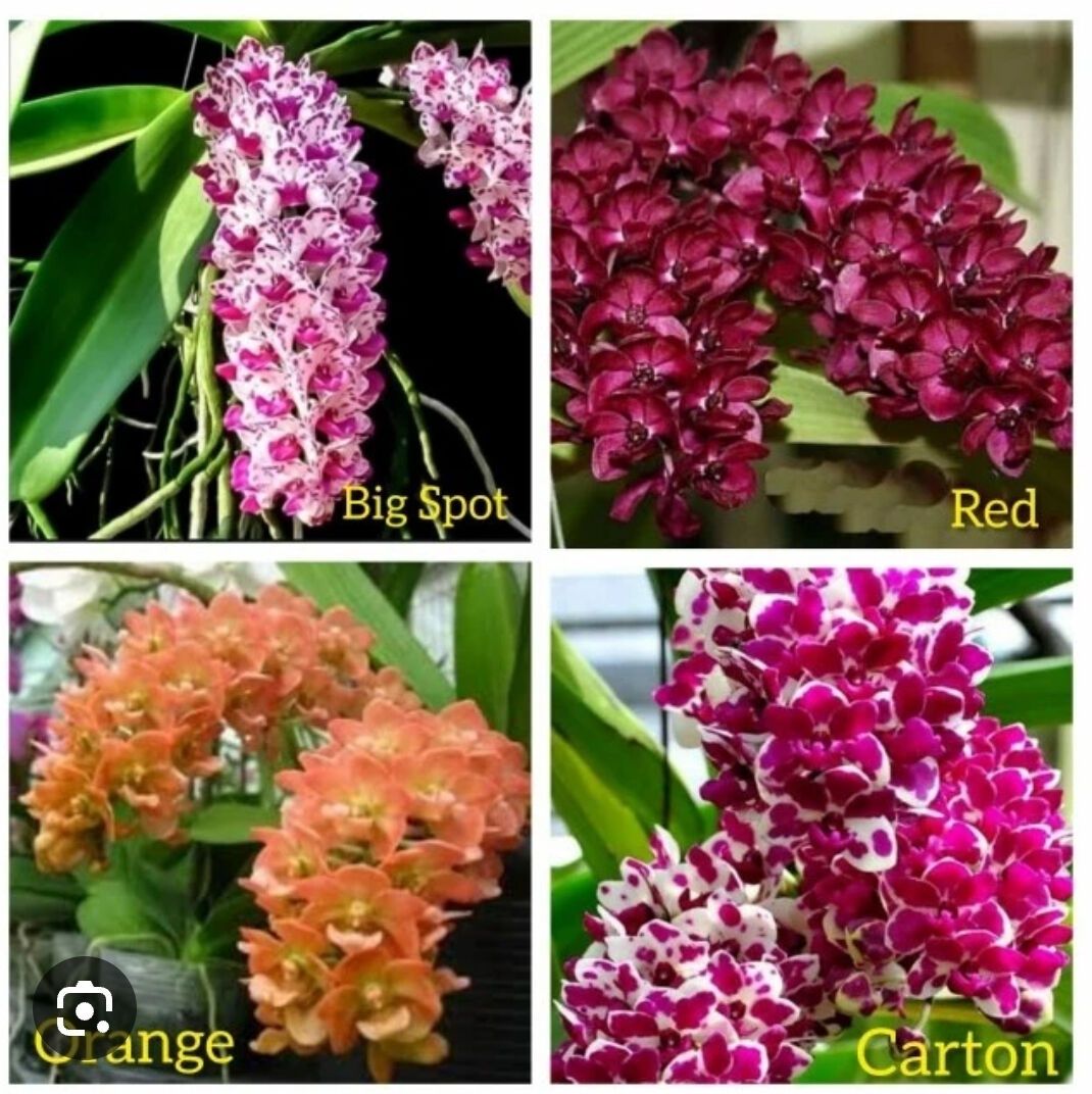 Орхідеї та інші кімнатні рослини