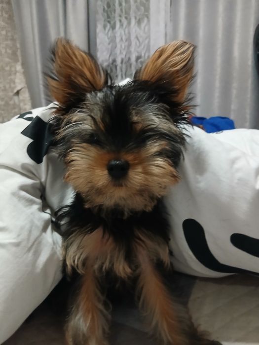 Маленькі комочки йорика чекають на  люблячих тата і маму