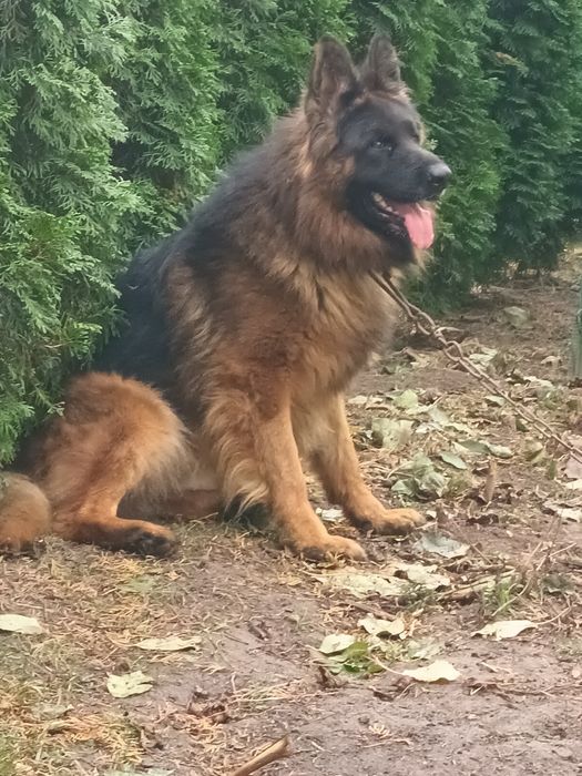 Oddam za darmo owczarka niemieckiego