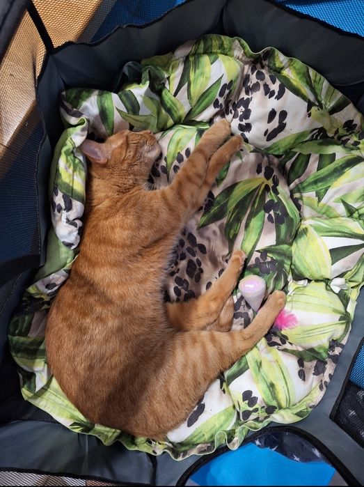 Zaginął rudy kot Gato – Łódź, ul. Liściasta