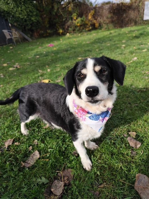 Malutka kochana Neska szuka domu